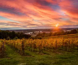 Bordeaux vineyards at sunrise