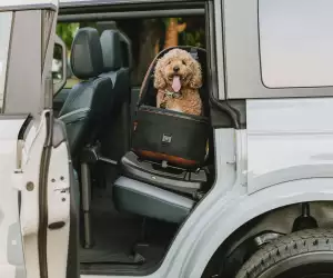Tavo Maeve Pet Protection System
