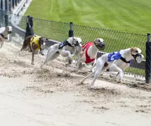 Greyhound racing
